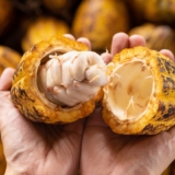 cacao4-scaled-1