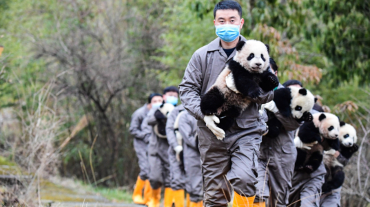 pandas-china