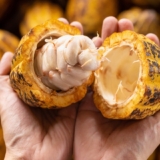 cacao (1)