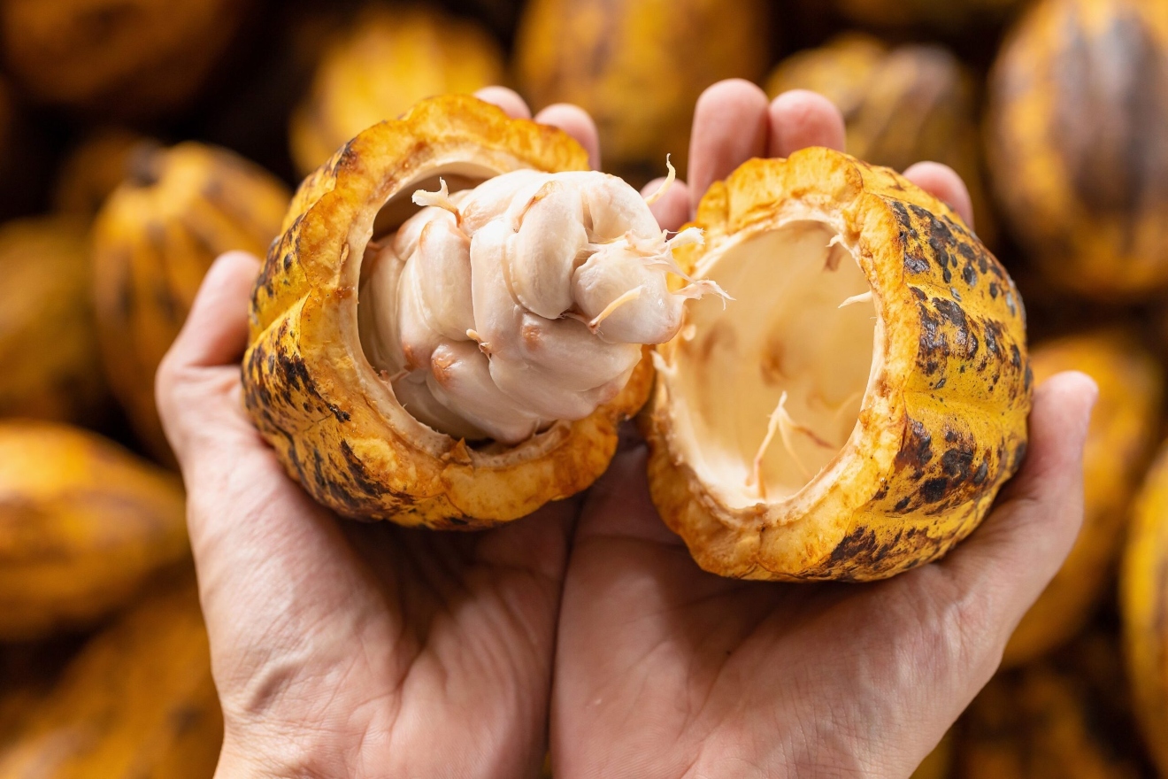 cacao (1)