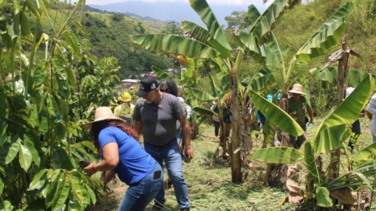 Reforestación (1)