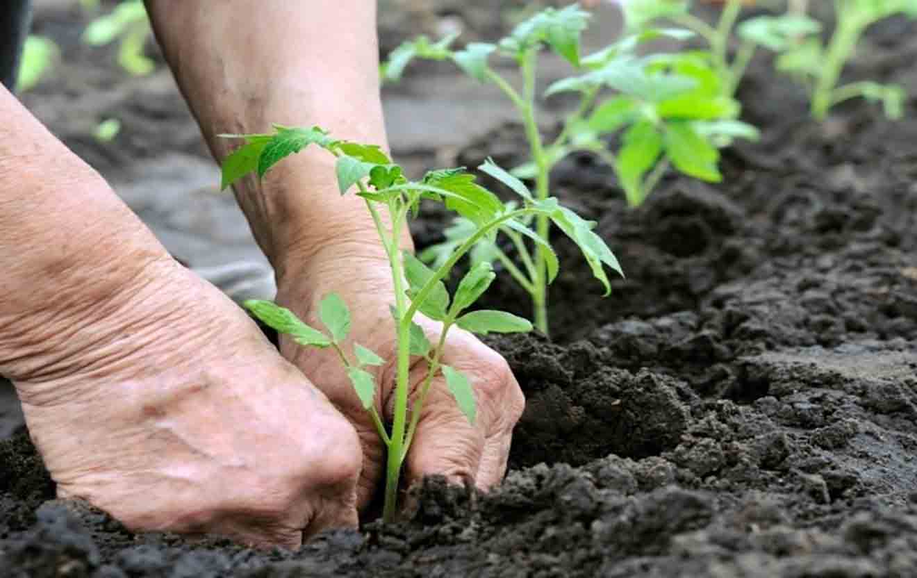 SIEMBRA DE PLANTAS
