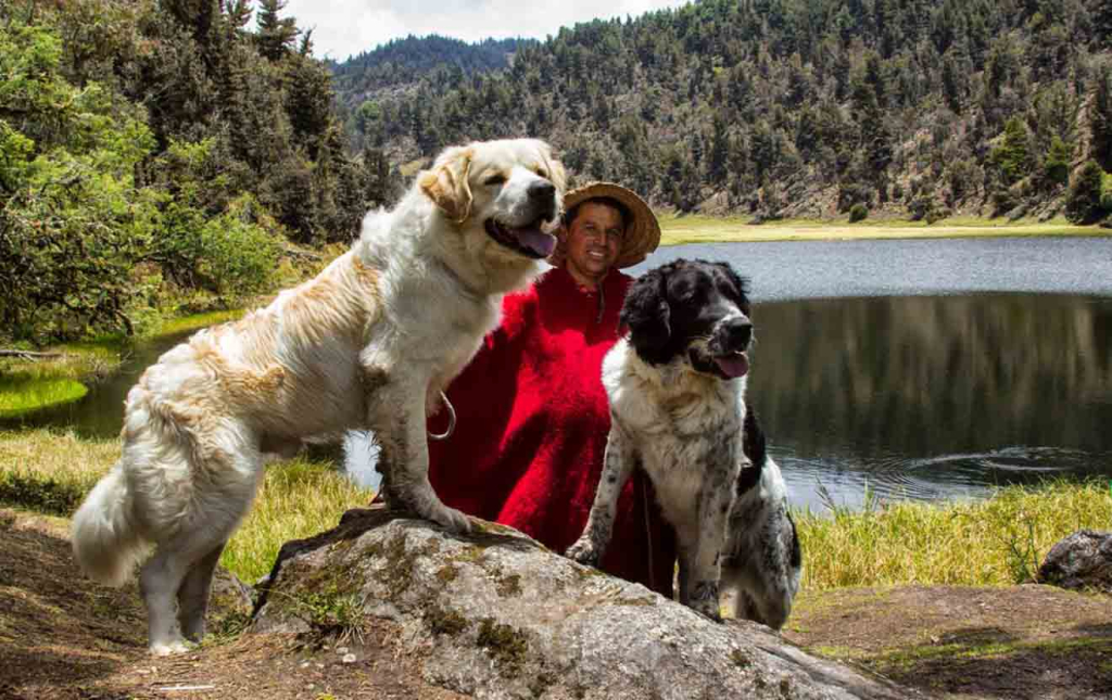 Los perros MucuchíeS