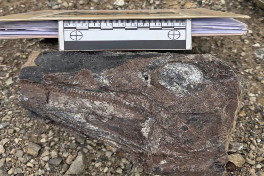 dinosaurios