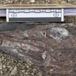 ‎Investigadores presentan hallazgos de nuevas especies de dinosaurios en Venezuela
