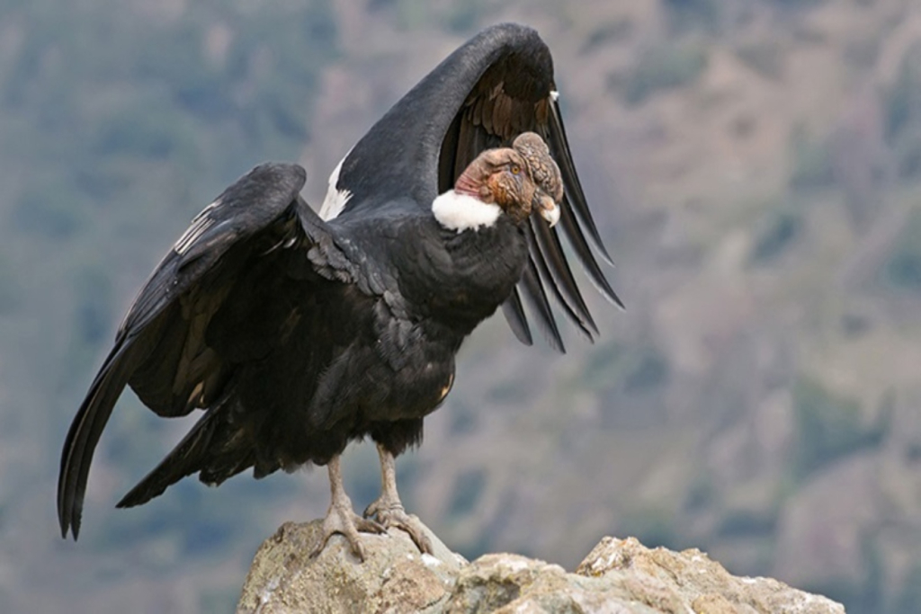 condor-andino
