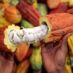 El Centro Nacional de Investigación, Desarrollo e Innovación del Cacao será una realidad