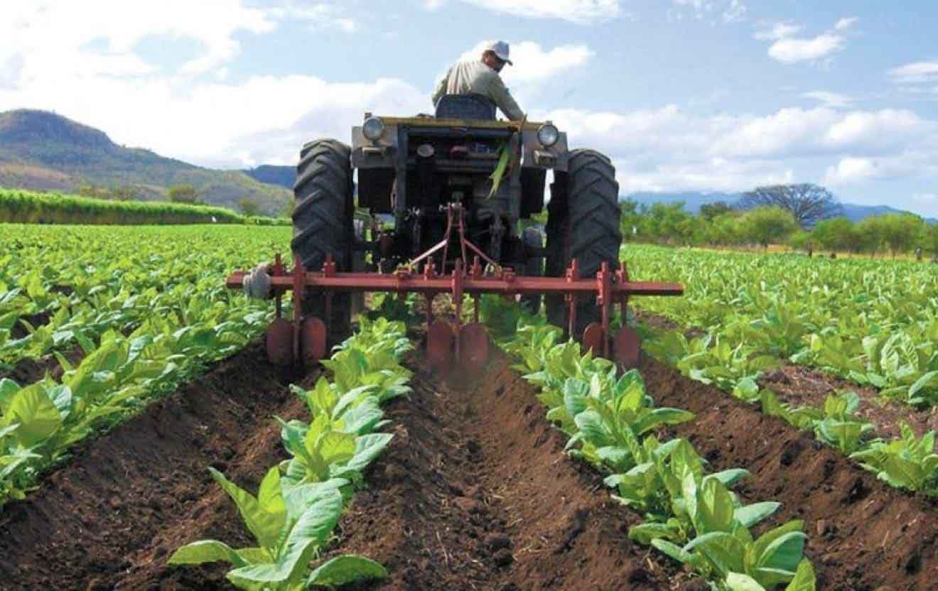 Sector-agroalimentario