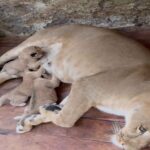 Nacen tres leoncitos en el Zoológico de Mérida