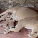 TRES LEONES EN MERIDA