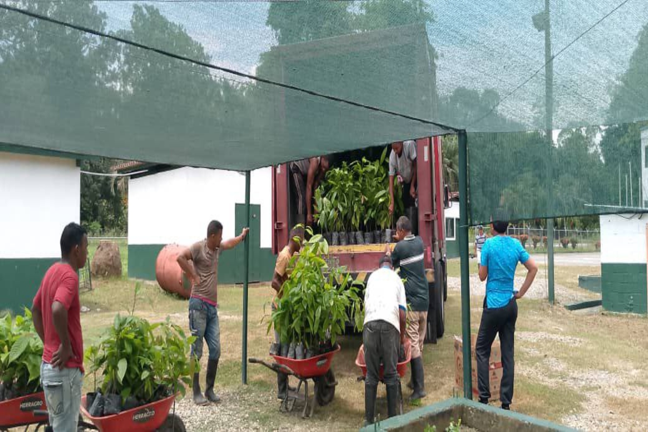 Reforestación