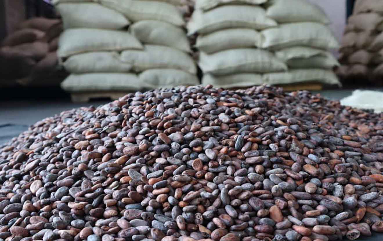 Cacao Venezolano