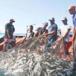 Ivic evalúa vulnerabilidad del sistema de pesca artesanal de sardinas