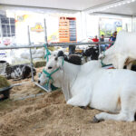 Presidenta (E) Delcy Rodríguez lidera el lanzamiento de la primera edición de la «Expo Fedecámaras Portuguesa»